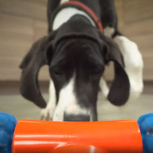 Laden Sie das Bild in den Galerie-Viewer, Bewegliches automatisches Hunde Spielzeug